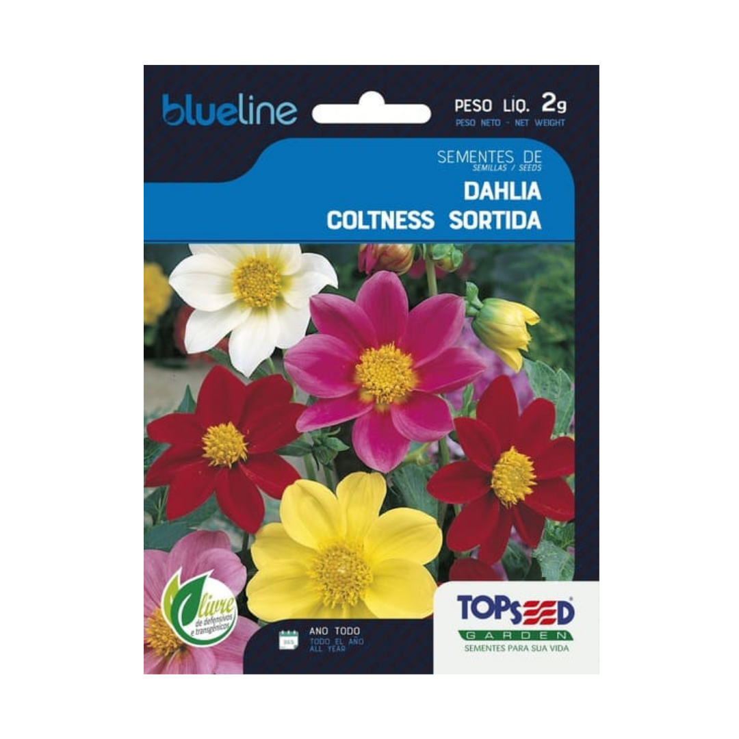 Semente De Dahlia Coltness Sortida Blue Line 2g | Topseed