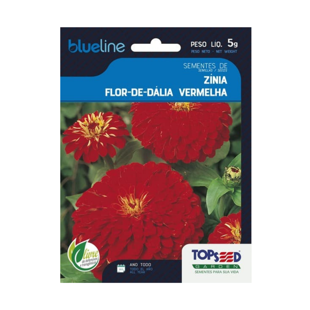 Semente De Zínia Flor De Dahlia Vermelha Blue Line 5g | Topseed