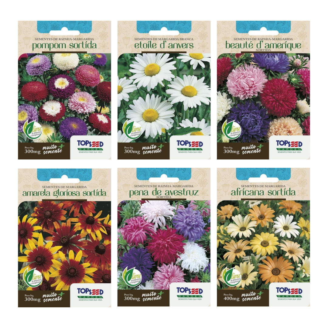 Kit 6 Sementes de Margaridas | Branca, Gloriosa, Africana, Rainha Pompom, Beauté e Pena de Avestruz