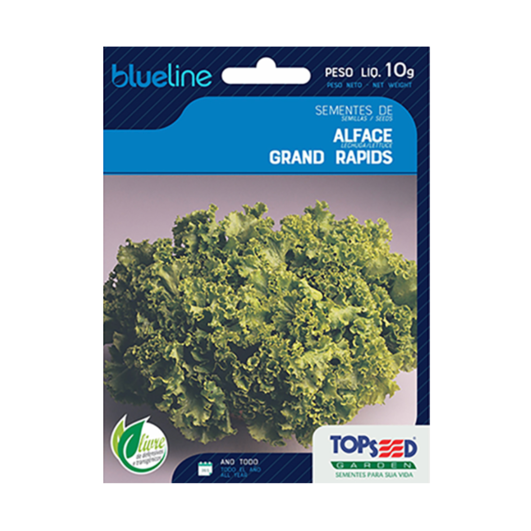 Semente De Alface Grand Rapids Blue Line 10g | Topseed