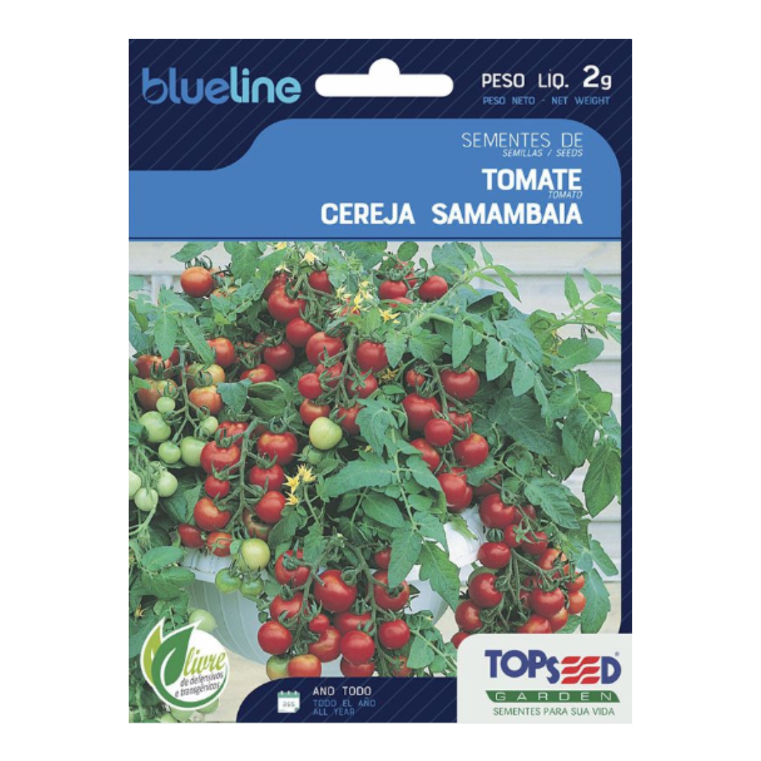 Semente De Tomate Cereja Samambaia Blue Line 2g | Topseed